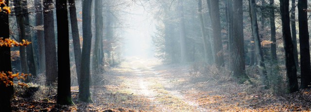 Topbanner herfstbos 944x390